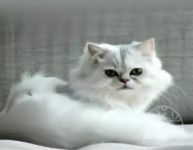 A Florida woman is reportedly bequeathing an inheritance and estate in Tampa to her 7 Persian cats.