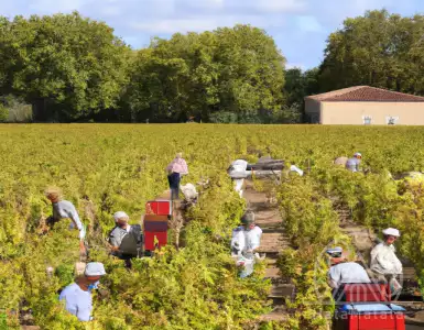 Climate change may be improving the quality of Bordeaux wines