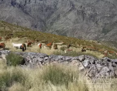 Sanabria couples sell and buy their purchases in the villages, natural areas, and at their redemption sites. The purchases of Sanabrian tribes are made in their traditional redemption sites - villages and natural areas.