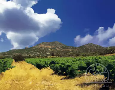 A strong powerful energetic feeling at a Greek winery - spreading right now.