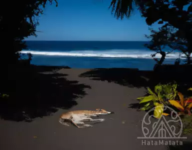 Too many dogs in Polynesia: poisoning life, bites, incidents and noise. Residents in trouble.