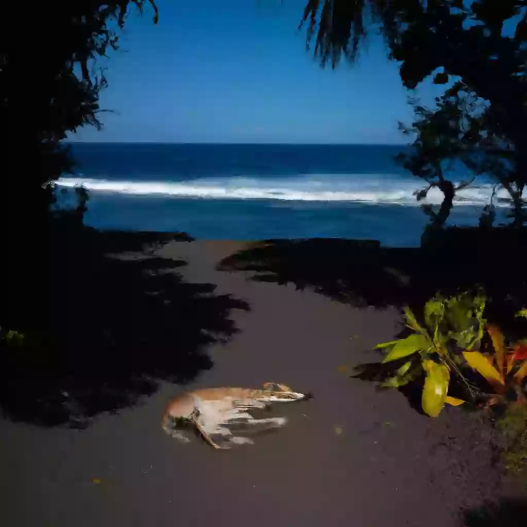 Слишком много собак в Полинезии: отравляют жизнь, укусы, происшествия и шум. Жители в беде.
