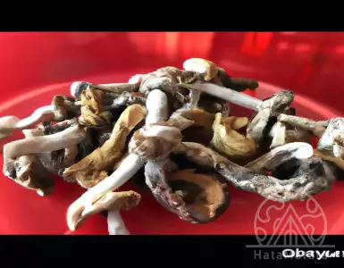 Australia is the first country to legalize hallucinogenic drugs.