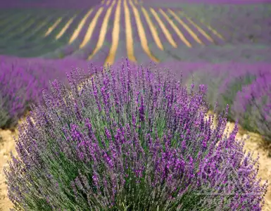 Enterprise Employment in France: A Step Towards Professional Development