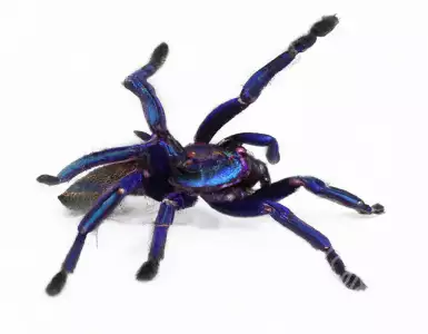 We're looking at a blue electric tarantula in Thailand.