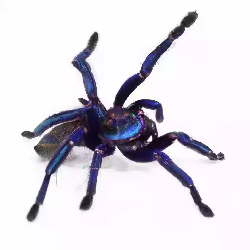 Смотрим на синего электрического тарантула в Таиланде