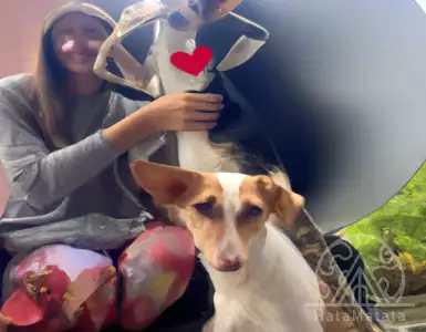 By our power we will not love ourselves - There is no Russian rights defender in Georgia