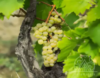 Billecart-Salmon invests in the Loire estate