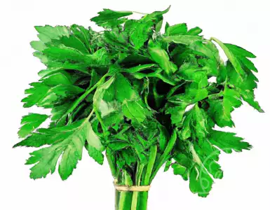 Properties of coriander that are beneficial for your health.