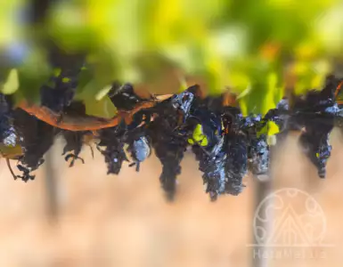 9 wines to buy, including 2 new and available South African selections.