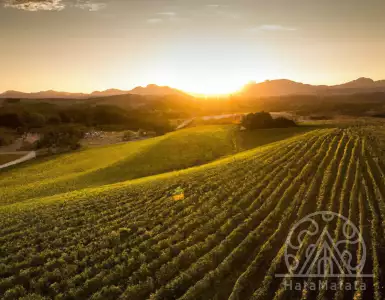 The delights of Verdiccio are one of Italy's greatest white wines.