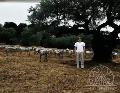 Trees going into retirement, pigs on maternity leave on a farm in Portugal