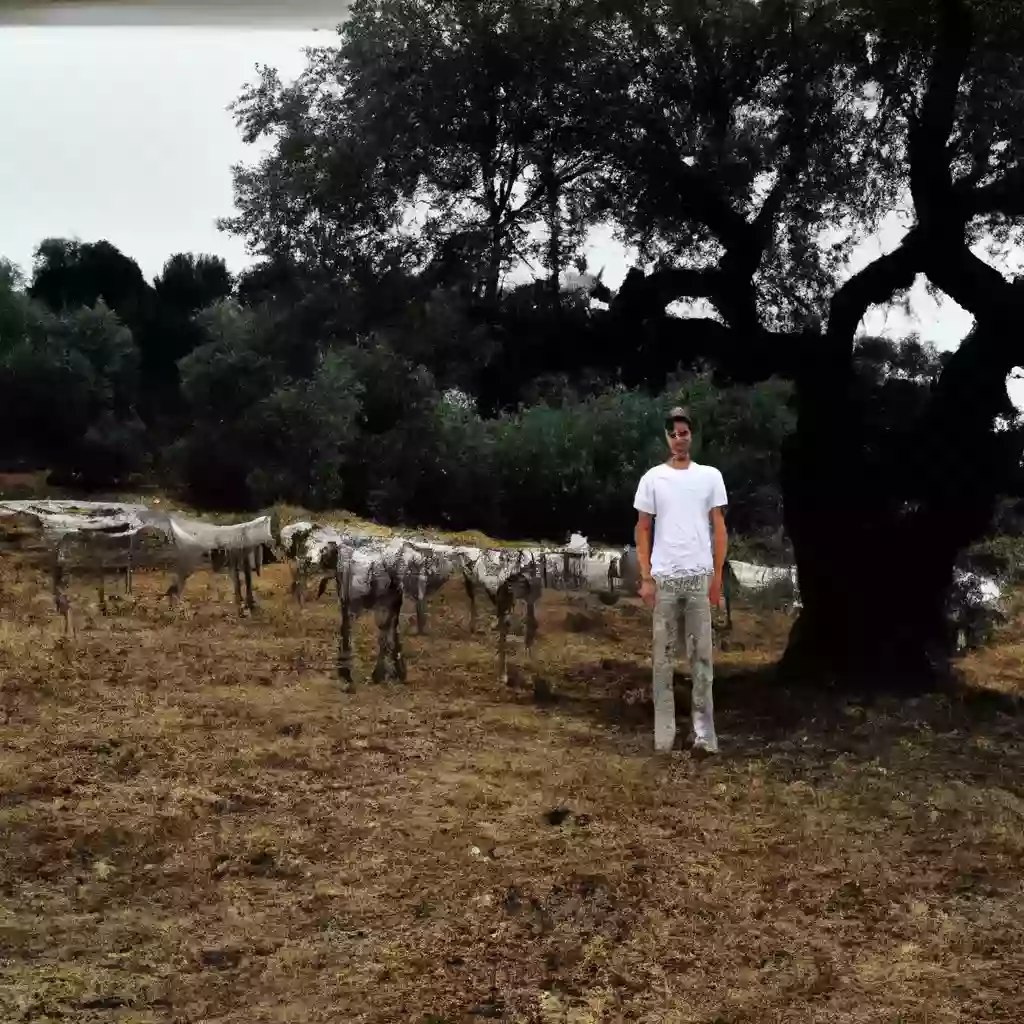 Деревья идут на пенсию, свиньи на декретный отпуск на ферме в Португалии.