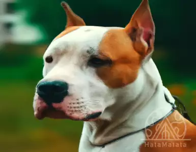 Elderly woman from Murcia killed by dog attack: second case in a week. There were no microchips or documents.