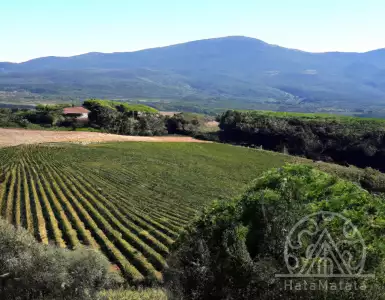 Tuscan values from four excellent wineries