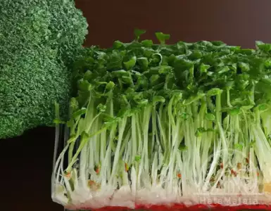 New superfood from Japan: available in Spain to improve your diet.