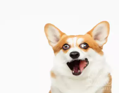 Wine and Spirits: October Surprises for Fans