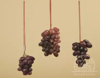 Hotel and Mantel Awards: nominees for best bodega