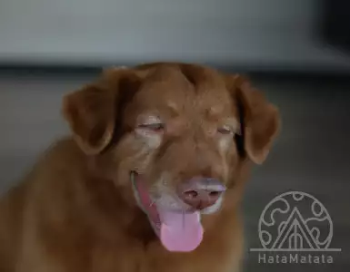 The world's oldest dog, Bobi, dies at age 31