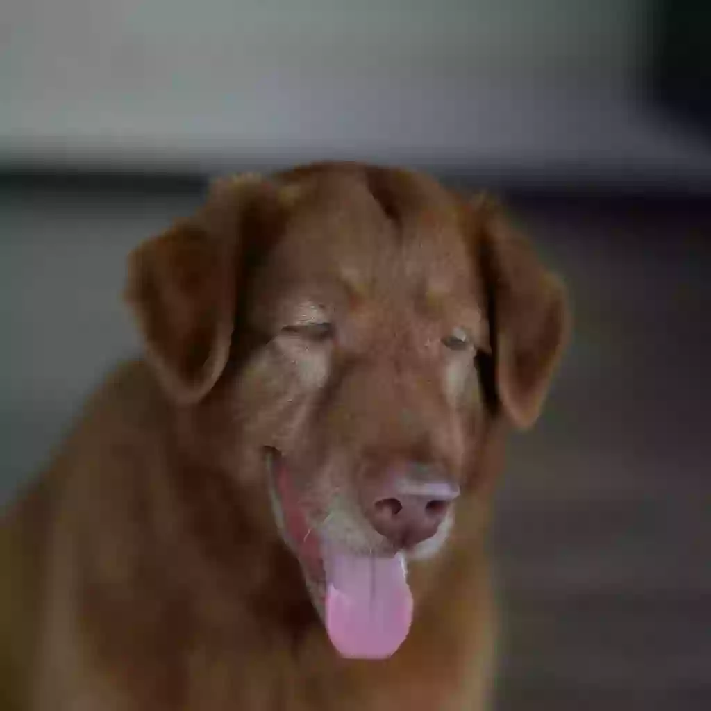Самый старый пёс в мире Боби умирает в возрасте 31 год