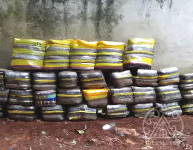 More than 1.5 tons of marijuana seized in PM de Toledo's Bandeirantes garden
