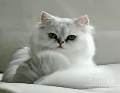 Florida woman leaves inheritance and estate in Tampa to 7 Persian cats: Reports