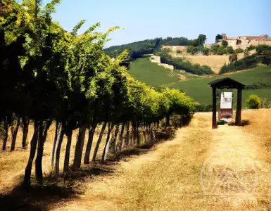 Italy's most underrated red wine is Montefalco Sagrantino