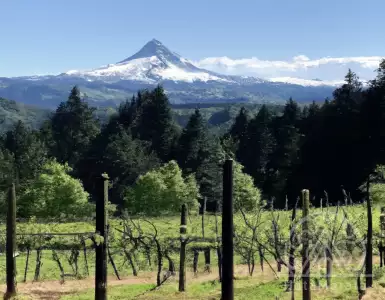 Phelps Creek Vineyards in Hood River is the epitome of teamwork