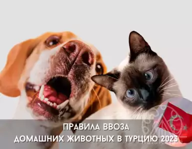 Import of Domestic Animals to Turkey in 2023