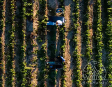 "Health, Heat, Rot in Italy Push France to Top of Global Wine Making - BNN Bloomberg"