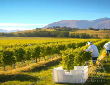 Midalidare Estate wine house opens New Zealand branch.