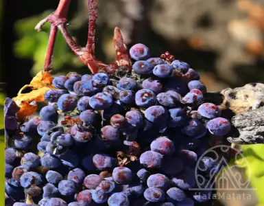 Quality is more important than quantity in Italian wine picking