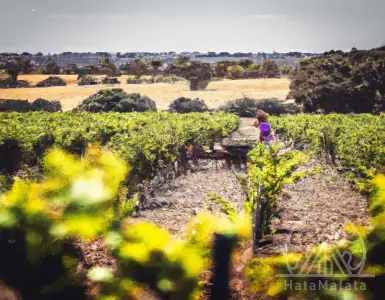 Radical change in Jerez: sherry popularity falls after decades'.