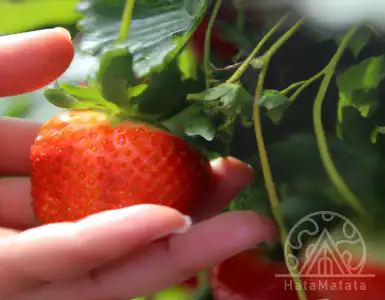 Benefits of strawberry consumption for cardiovascular health