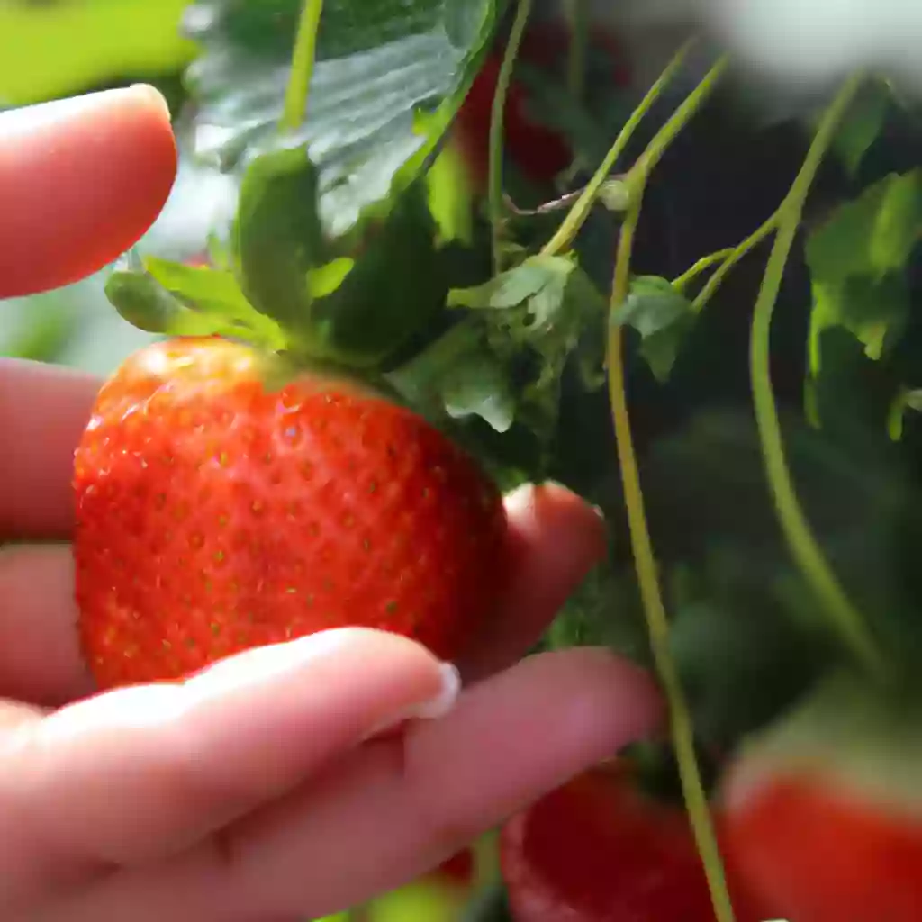 Benefits of strawberry consumption for cardiovascular health