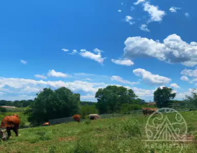 5 Singaporean stocks of flagship companies: will they recover after a 20% drop?