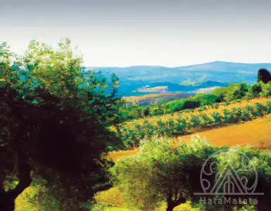 Olive groves and vineyards in Italy invite you to stay overnight..