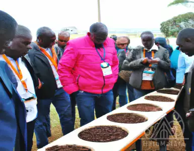 Global buyers converge on Nyeri for the coffee expo.