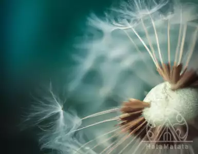 DXC Dandelion Program: Career Development for People with Autism