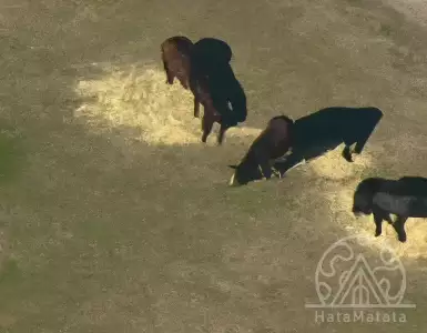 Bison spotted on Rick Ross's estate in Georgia.