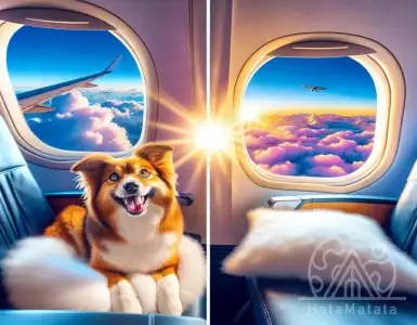 How to properly organize the transportation of pets abroad?