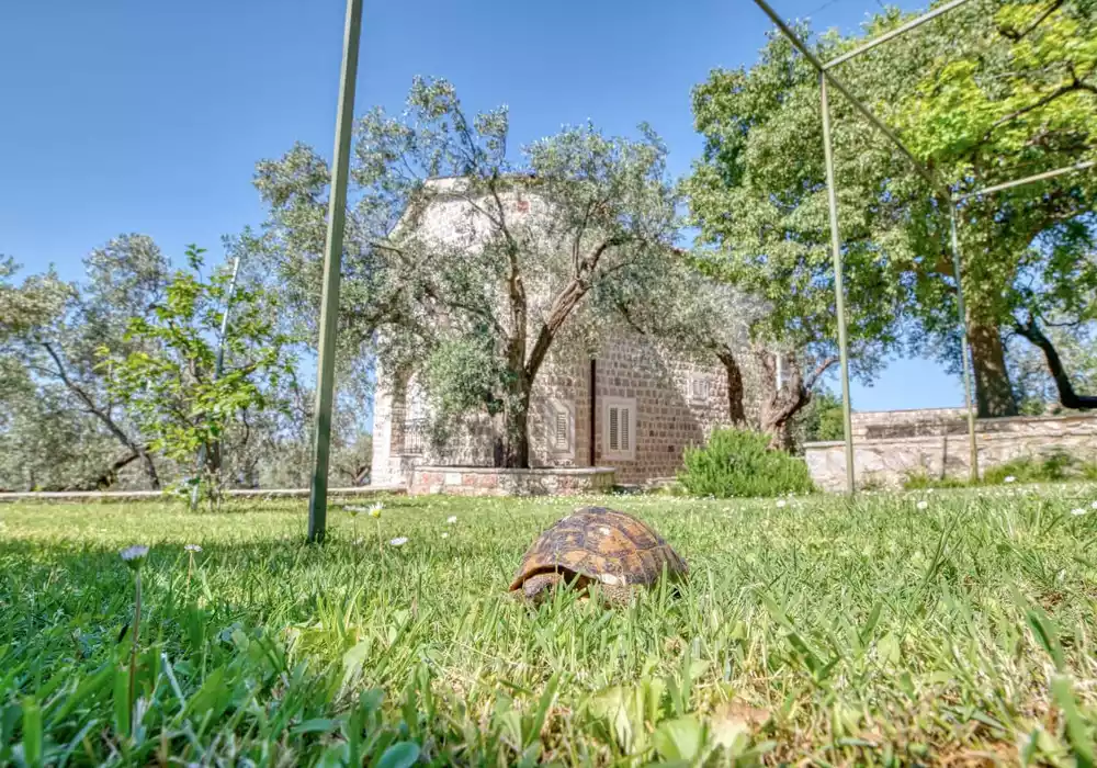 Villa 500m² in Montenegro, Rezevici. Priced at 2850000€ rent photo-19