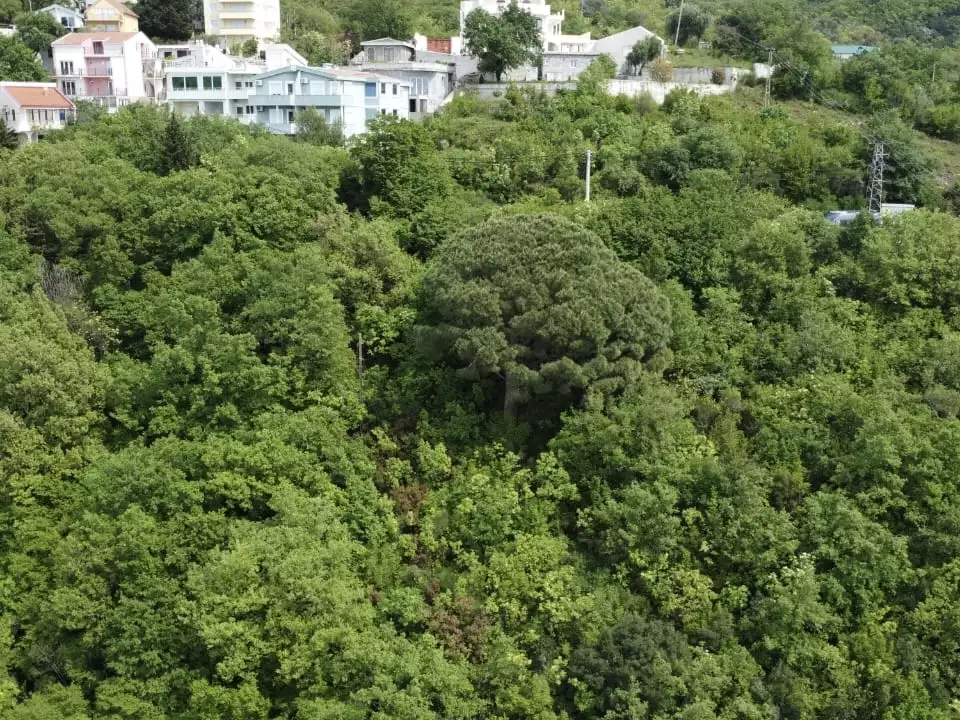 Land 1m² in Montenegro, Sutomore. Priced at 75000€ rent photo-1