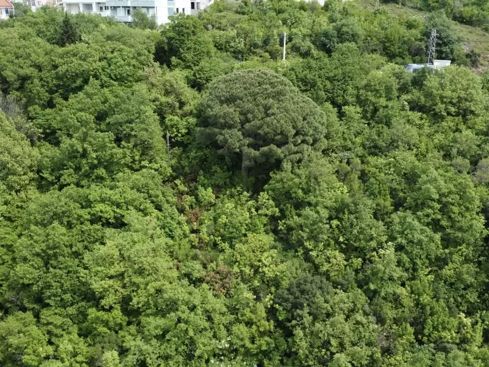 Land 1m² in Montenegro, Sutomore. Priced at 75000€ rent photo-6