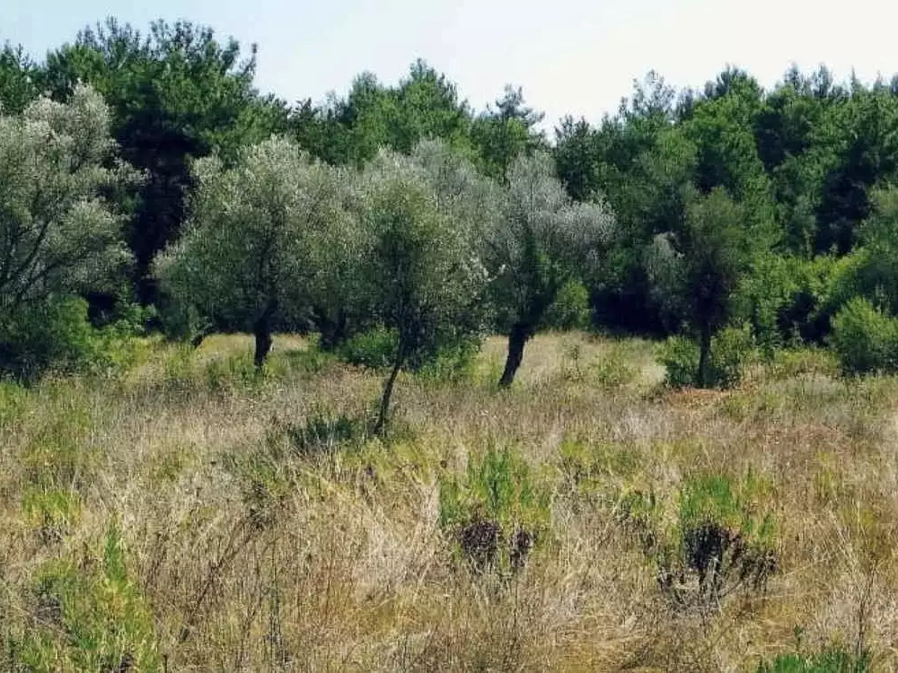 Land 1m² in Montenegro, Kavac. Priced at 52500€ rent photo-2