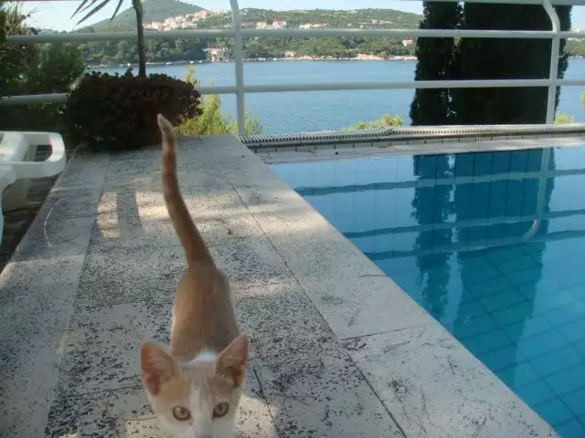 Villa 300m² in Croatia, Lozica. Priced at 2300000€ rent photo-10