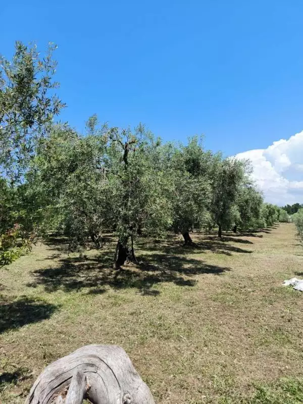 Villa 240m² in Croatia, Medulin. Priced at 2100000€ rent photo-19