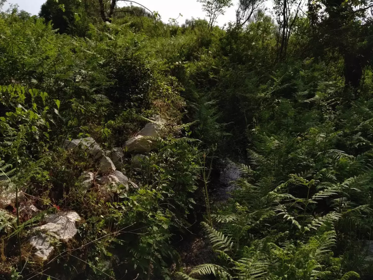 Land 1m² in Montenegro, Sveti-Stefan. Priced at 590000€ rent photo-4