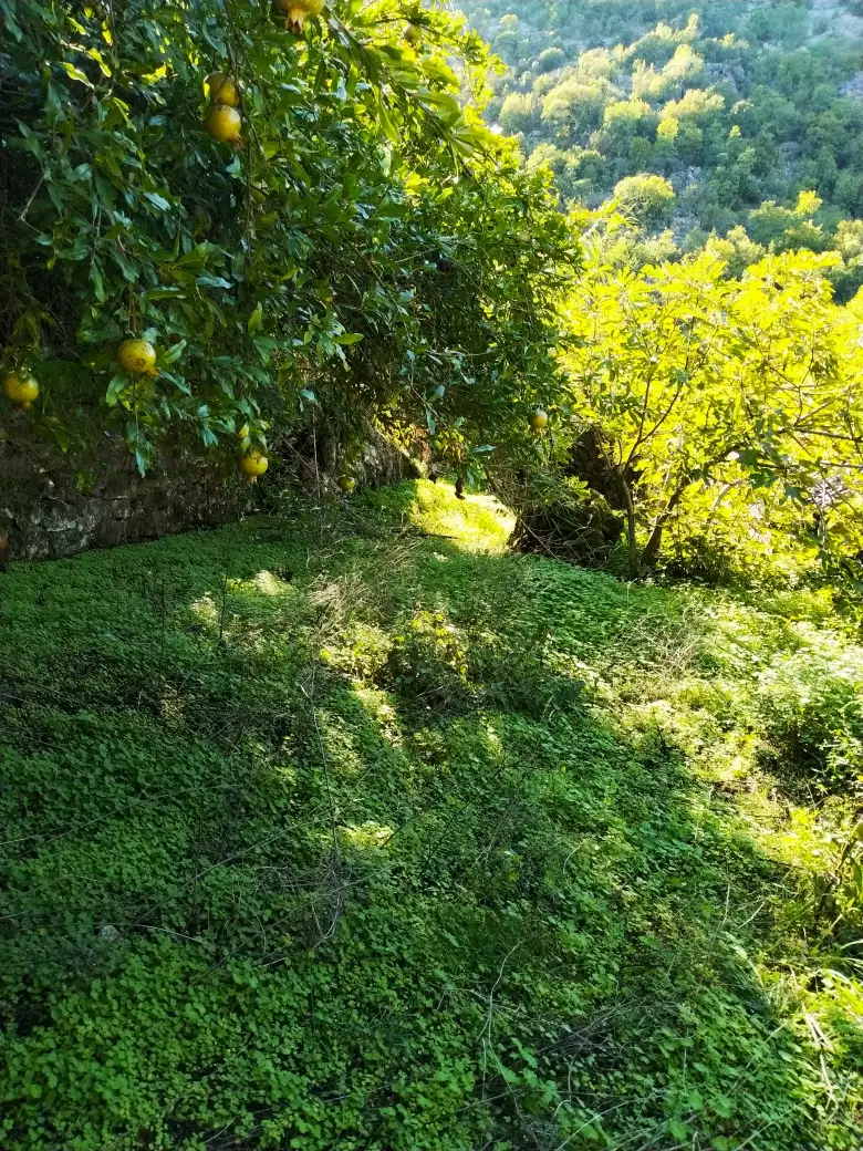 House 210m² in Montenegro, Lake Skadar. Priced at 265000€ rent photo-11