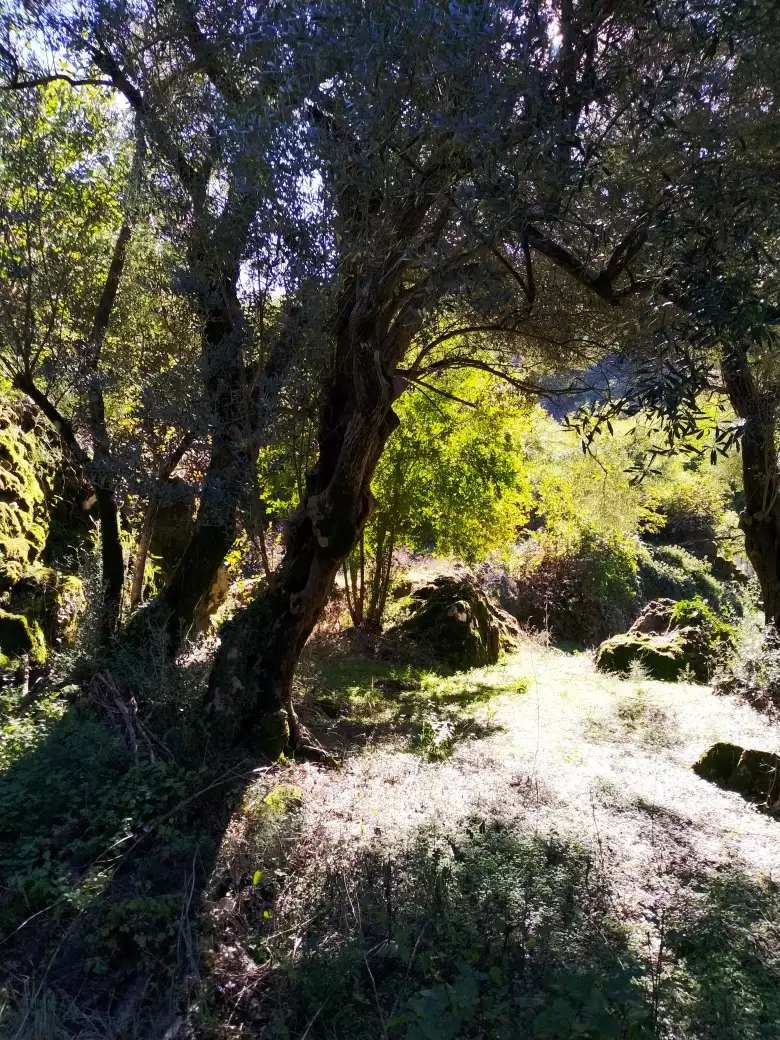 House 210m² in Montenegro, Lake Skadar. Priced at 265000€ rent photo-13